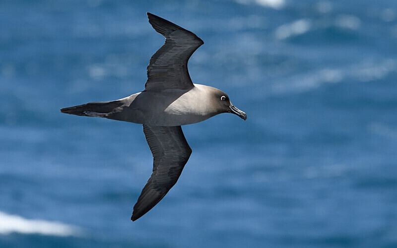 Light-mantled Albatros - Ushuaïa Malvinas South Georgia Antartica Peninsula