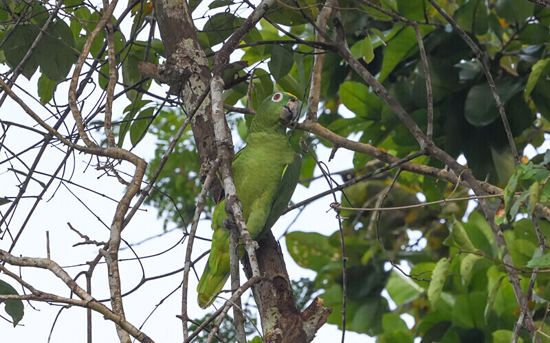 Tui Parakeet - Pacaya Samiria Pérou 2022