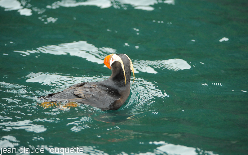 Tufted puffin - Kenai fjord (Alaska 2010)