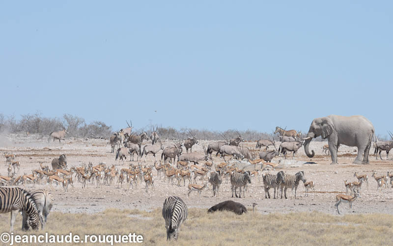 Water-hole at 11 AM - Etosha N.P.(Namibia 2013)