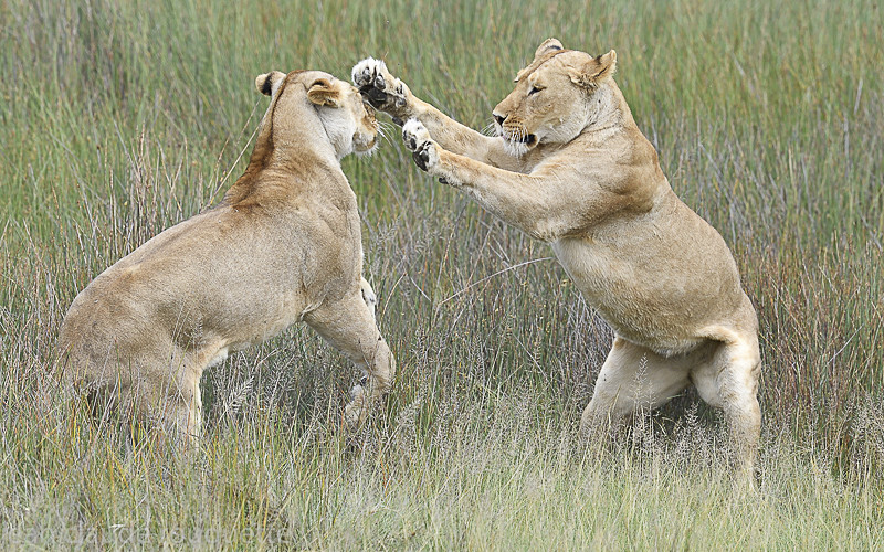  - Serengeti N.P. and N'Gorongoro Tanzania 2018
