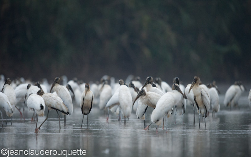 Wood Storks - Manu national park (Peru 2015)