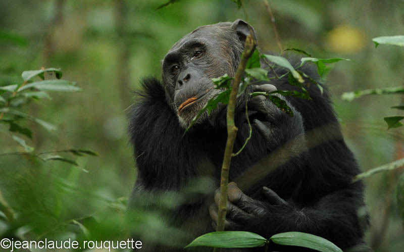 A male look at us. - Kibale N.P. Uganda 2012