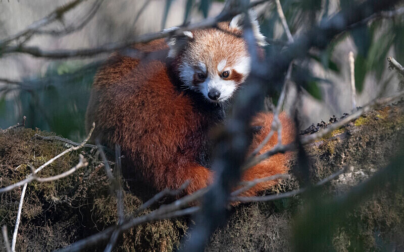 Red Panda - Singalila National Park February 2025 North East India