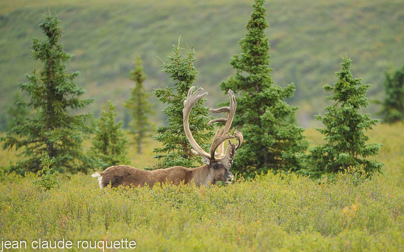 A bull caribou. - Denali national park (Alaska 2010)