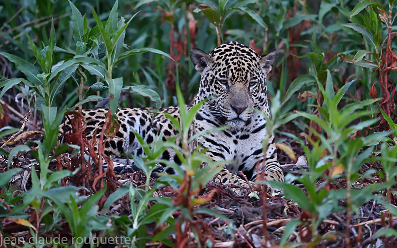  - Pantanal 2018 Porto Jofré