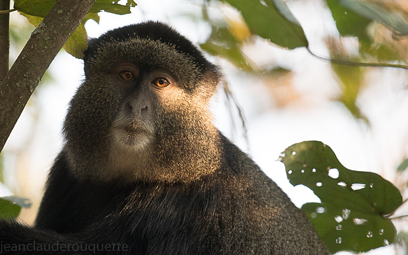 Bwindi impenetrable forest - Uganda 2016