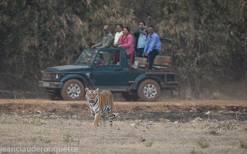 Maya the star of Tadoba. - Tadoba national park (India 2016)