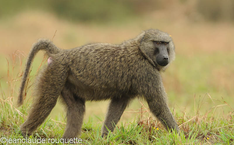 Olive baboon. - Queen Elisabeth N.P. Uganda 2012