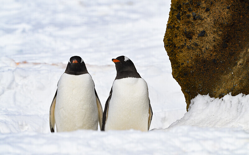 Gentoo Penguins - Ushuaïa Malvinas South Georgia Antartica Peninsula
