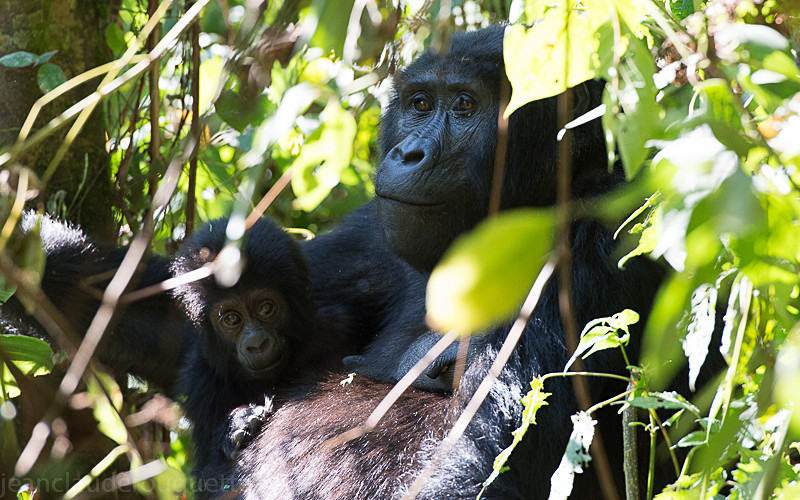 Bwindi (Ruhija) - Uganda 2016