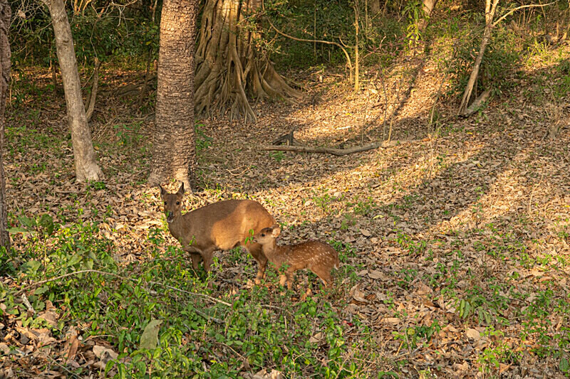 Spotted deers - Kaziranga National Park Noth East India 2025