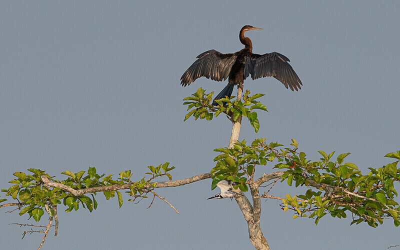 Ahinga and pied kingfisher - Loango national park (Gabon 2024)