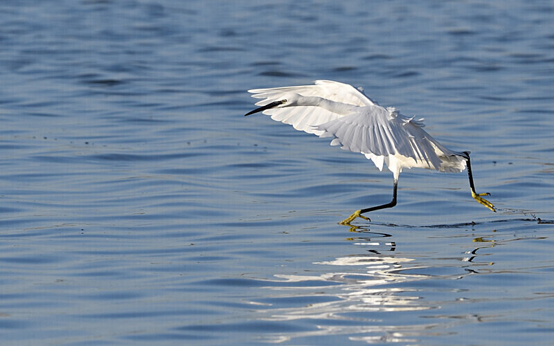 Aigrette Garzette - méditerranée 2022 et 2023