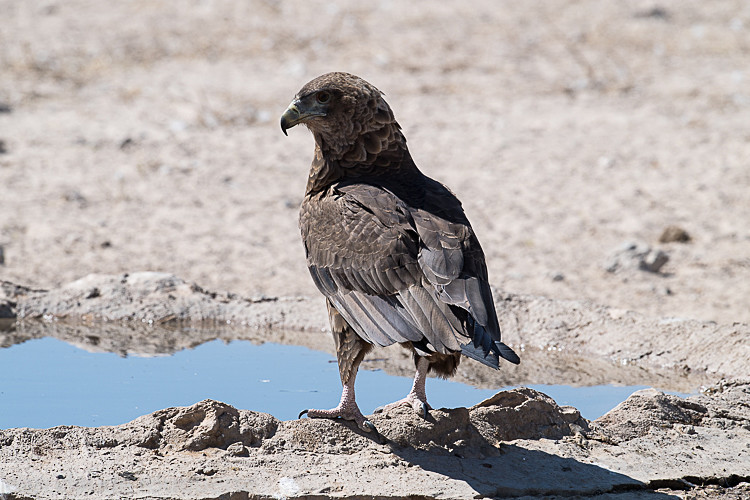 Bateleur eagle juvenile - Kgalagadi transfrontier park (2017)
