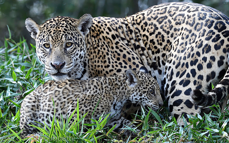  - Pantanal 2018 Porto Jofré