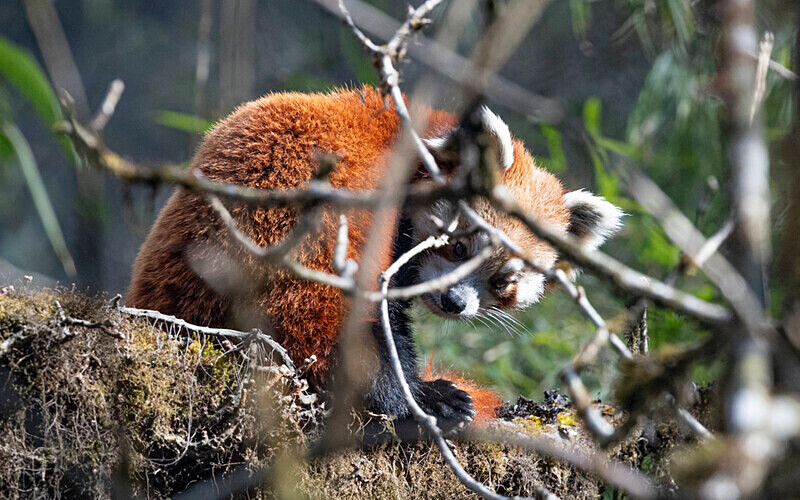 Red Panda - Singalila National Park February 2025 North East India