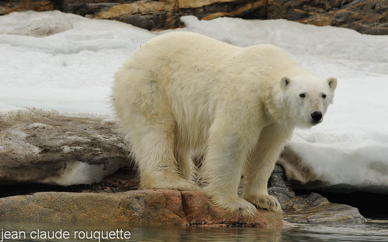 Polar bear. - Svalbard et Norvège 2011