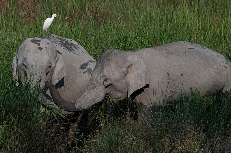 Elephants - Kaziranga National Park Noth East India 2025