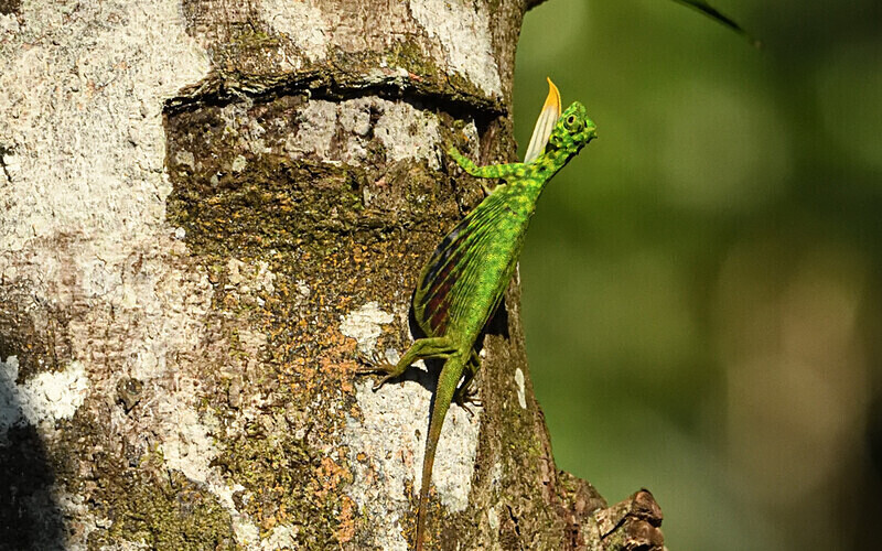 Flying lizard - Sabah avril 2024 Borneo Malaisie