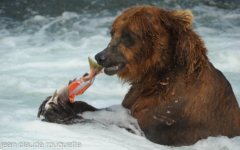 Grizzly bear caught a salmon at Brooks falls - Katmaï National Park ( Alaska 2010)