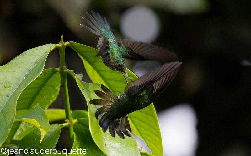 Couple of Hummingbirds - Manu national park (Peru 2015)