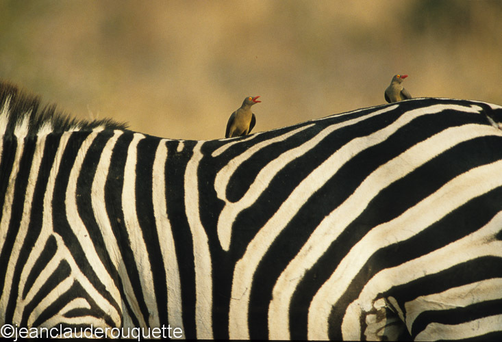 Yellow-billed oxpecker - Ruaha N.P. Tanzania 2007