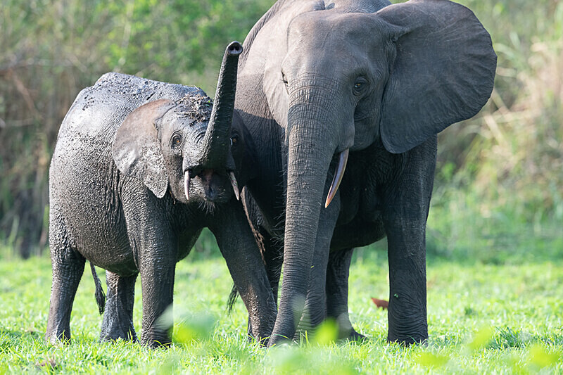  - Loango national park (Gabon 2024)