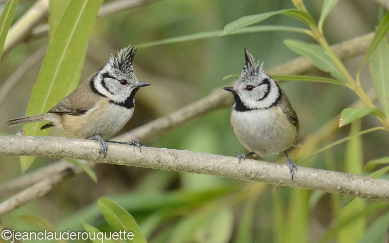 Couple de mésanges huppées - Méditerranée/ Mediterranean