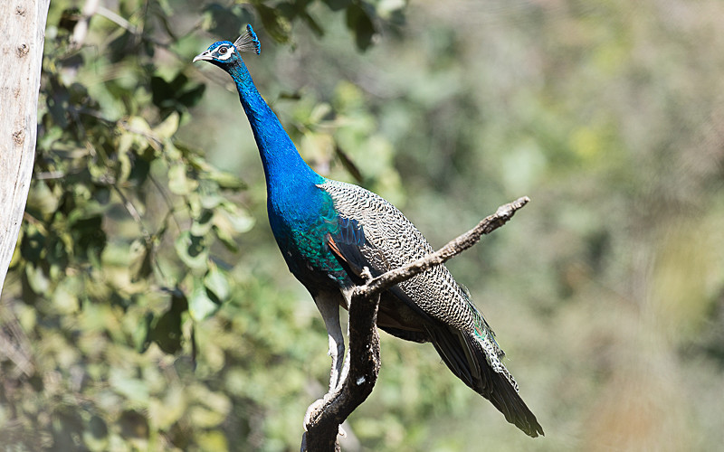 Indian Peafowl - Ranthambhore 2017