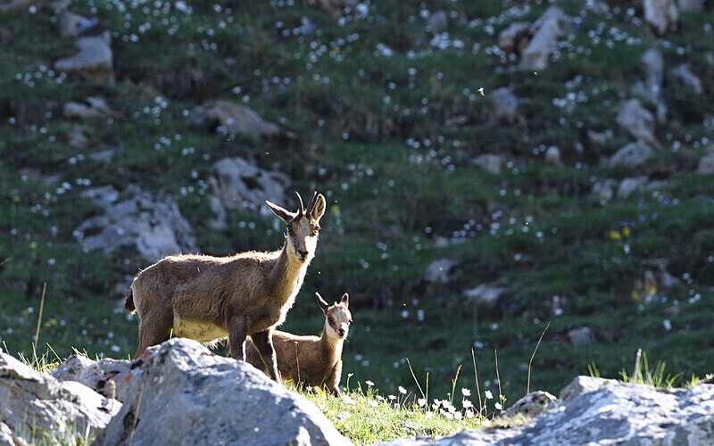 Femelle izard et son petit - Somiedo mai 2022