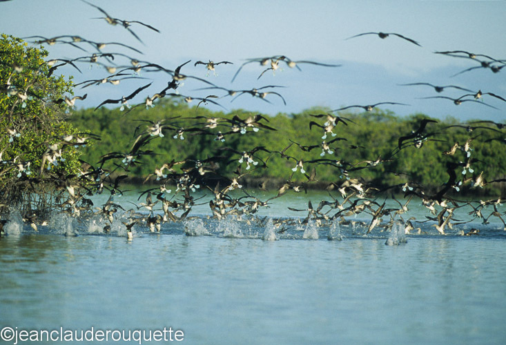 The blue-footed Boobies are fishing all together - The Galapagos islands, Ecuador 2008