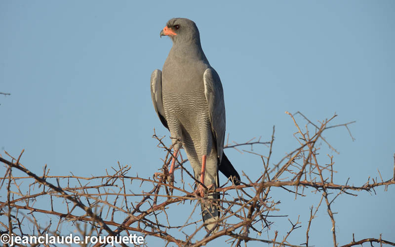 Dark chanting goshawk - Etosha N.P.(Namibia 2013)