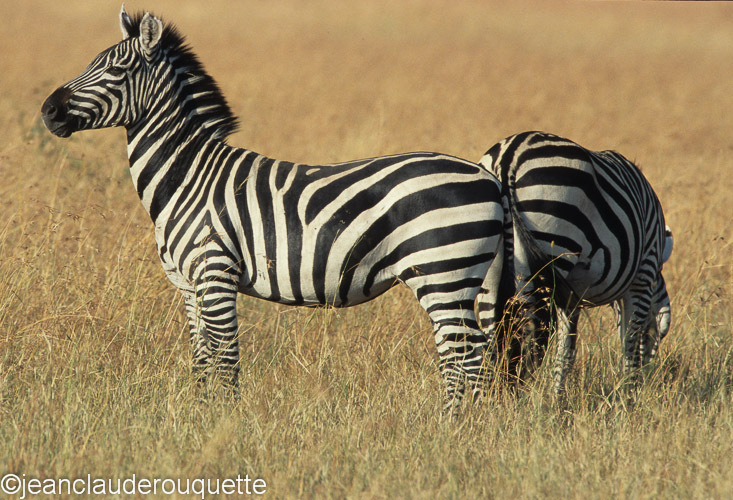 Zebras in Kirawira - Serengeti N.P. and N'gorongoro Tanzania 1998, 2005 and 2006