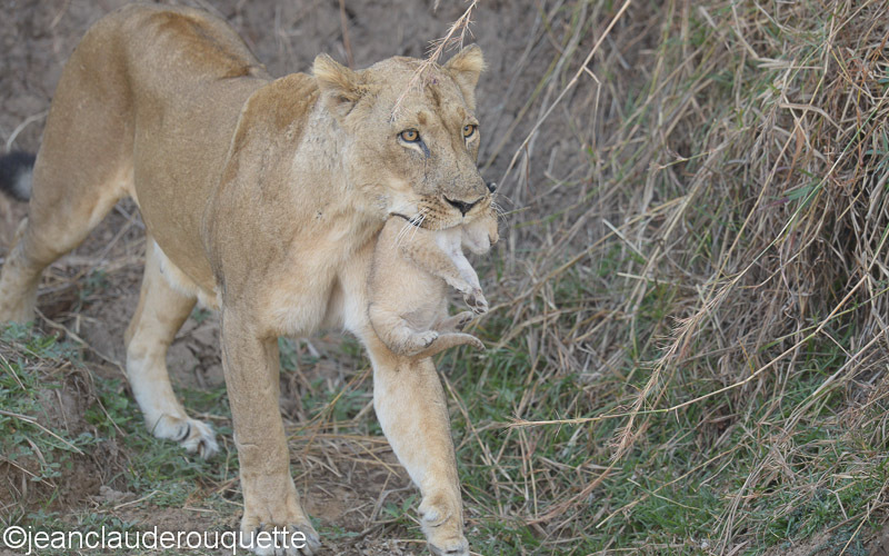 She takes her second baby - South Luangwa N.P. Zambia 2013