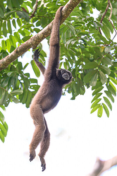 Tabin wildlife reserve - Sabah avril 2024 Borneo Malaisie