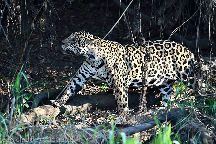  - Pantanal 2018 Porto Jofré