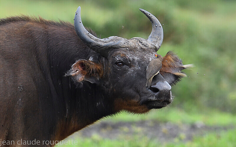 Buffalo - Odzala National Park (République du Congo (2019)