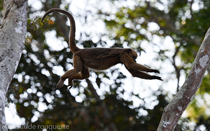 - Pantanal 2018 Porto Jofré