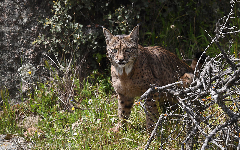  - Sierra de Andujar Andalucia (avril 2019)