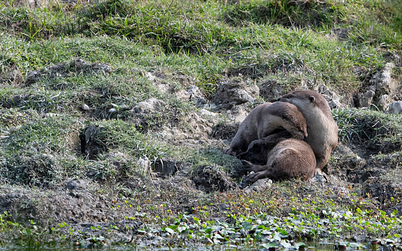 Otters family - Kaziranga National Park Noth East India 2025