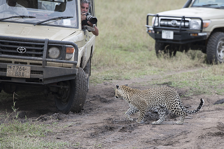  - Serengeti N.P. and N'Gorongoro Tanzania 2018