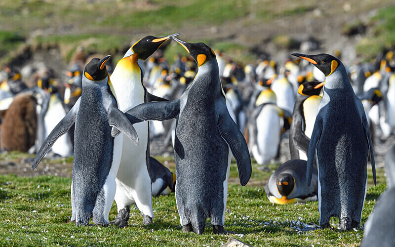  - Ushuaïa Malvinas South Georgia Antartica Peninsula