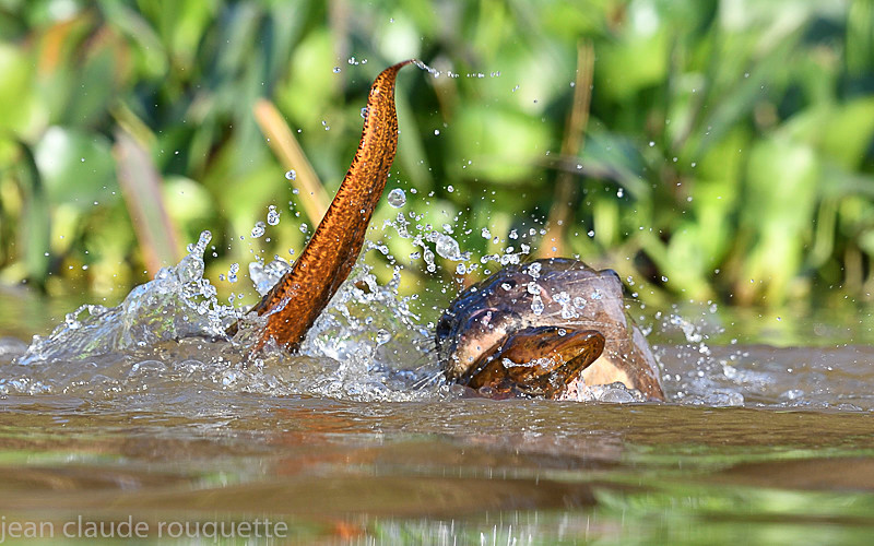  - Pantanal 2018 Porto Jofré