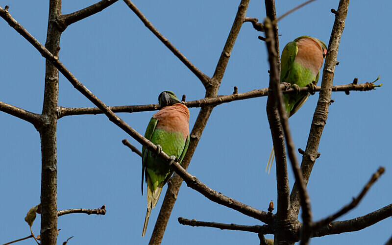 Red-breasted Parakeet - Manas National Park North East India 2025