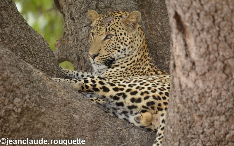 An injured leopard - South Luangwa N.P. Zambia 2013
