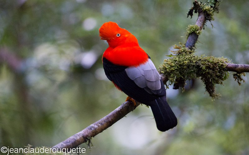Cock of the Rock - Manu national park (Peru 2015)
