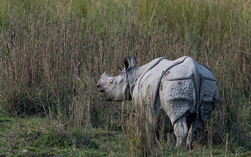  - Manas National Park North East India 2025