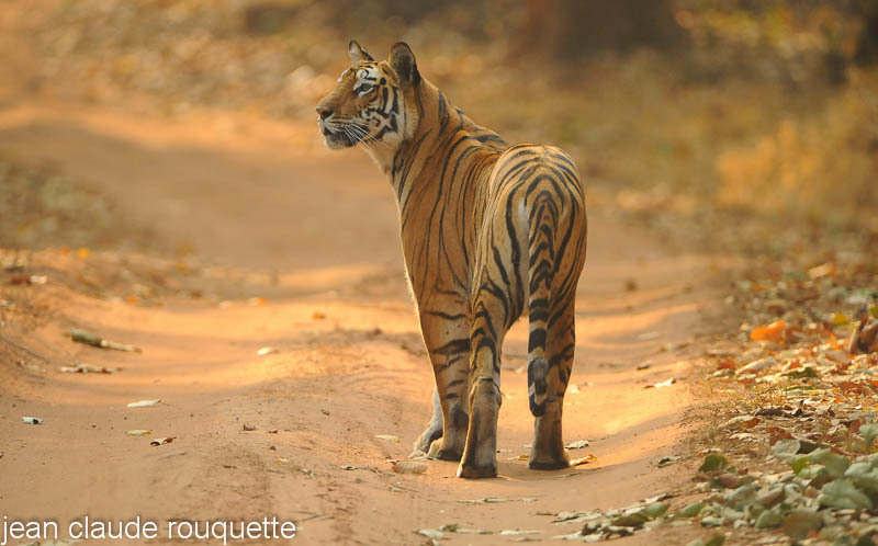 Tigress on the road in Bandhavgarh. - Kanha NP and Bandhavgarh (India 2010)