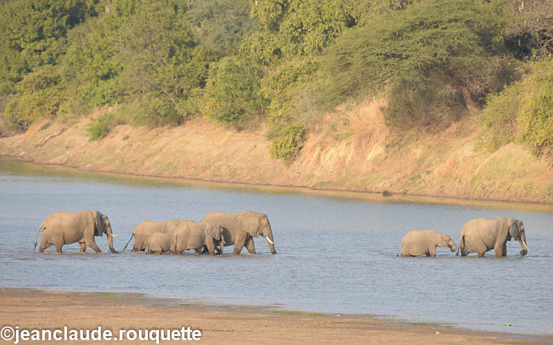 Elephants crossing the Luangwa river - South Luangwa N.P. Zambia 2013